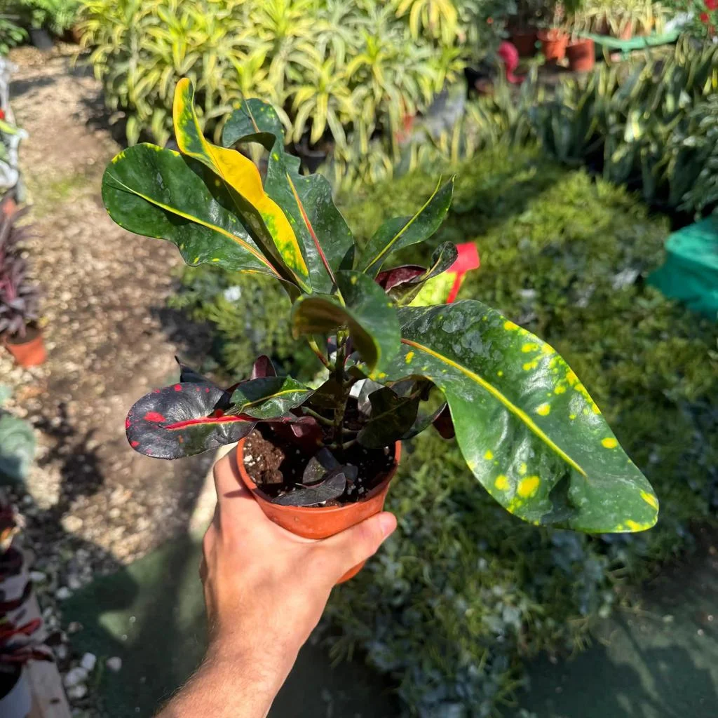 Croton Small thumbnail 2